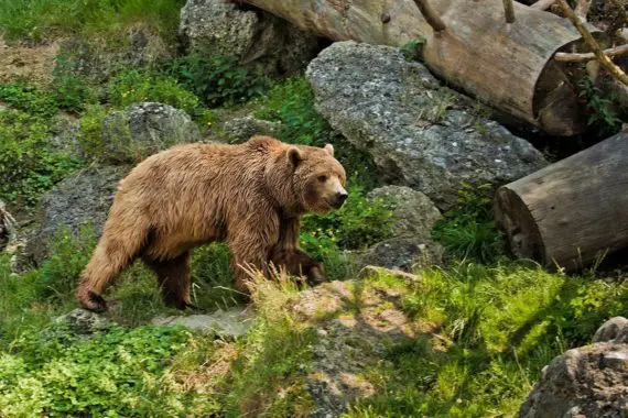 Zoos & Wildparks - Ausflugsziel im Salzburger Land