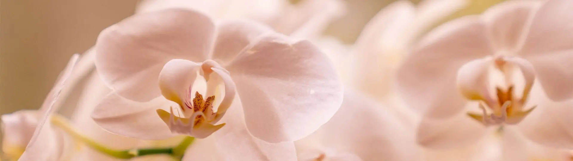 Gästehaus Herrmann - Zimmer & Ferienwohnungen in Filzmoos